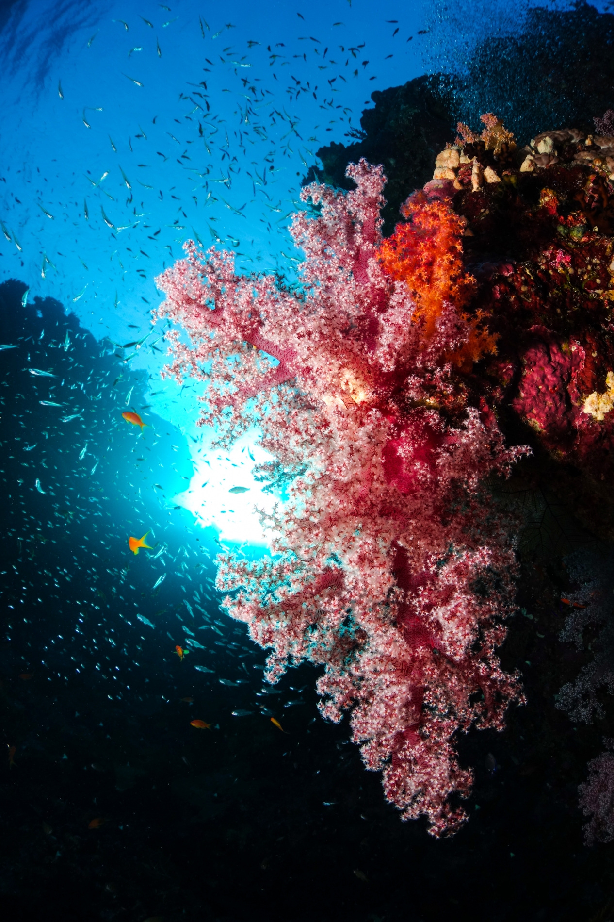 Die Schönheit der Korallen